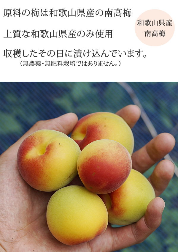 原料の梅は和歌山県産の南高梅を使用しています。